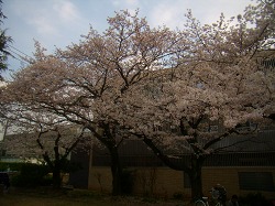 公園の桜