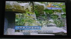 お墓の惨状